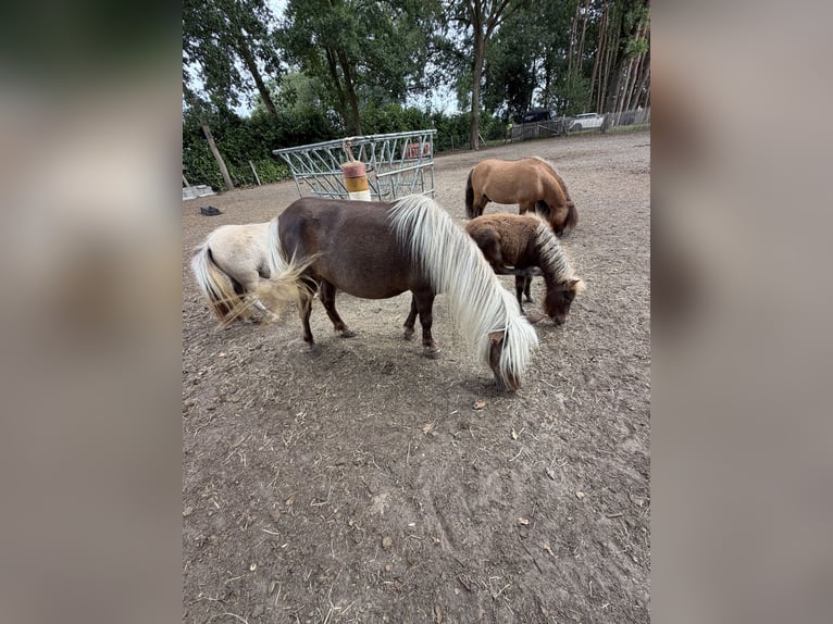 Shetland Ponys Merrie 3 Jaar 92 cm Vos in Turnhout