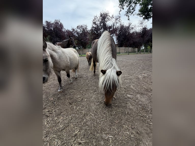 Shetland Ponys Merrie 3 Jaar 92 cm Vos in Turnhout