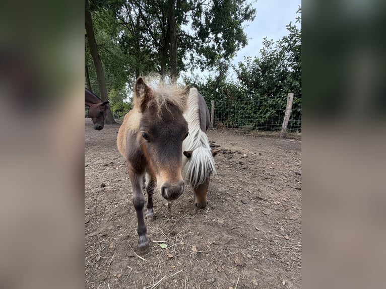 Shetland Ponys Merrie 3 Jaar 92 cm Vos in Turnhout