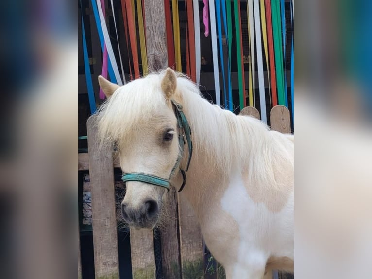 Shetland Ponys Merrie 3 Jaar 95 cm Palomino in Himmelstadt