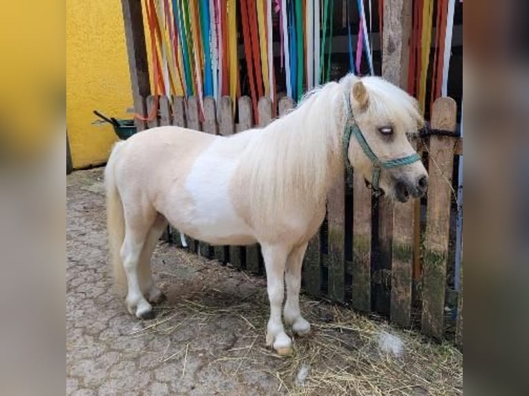 Shetland Ponys Merrie 3 Jaar 95 cm Palomino in Himmelstadt
