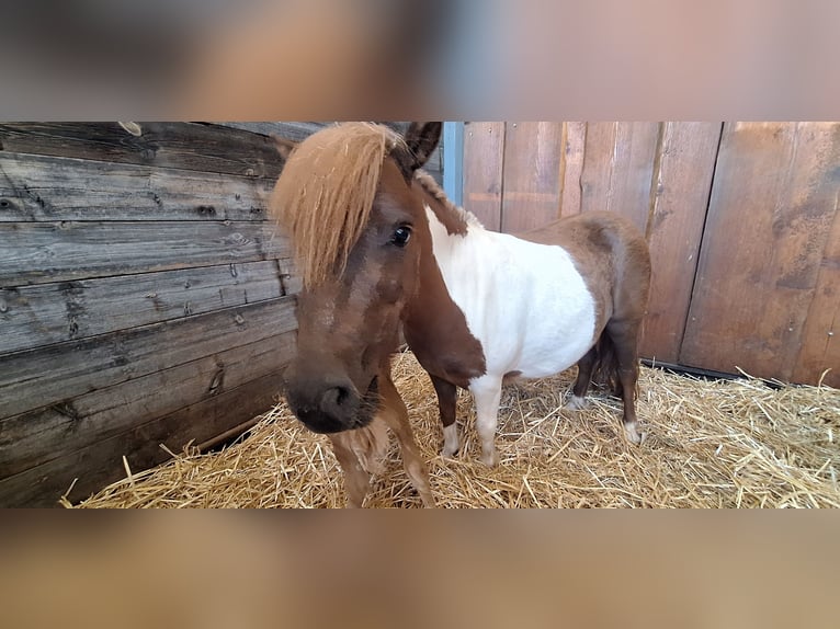 Shetland Ponys Merrie 3 Jaar 98 cm Gevlekt-paard in Gunzenhausen