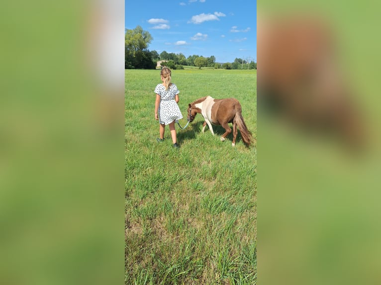 Shetland Ponys Merrie 3 Jaar 98 cm Gevlekt-paard in Gunzenhausen