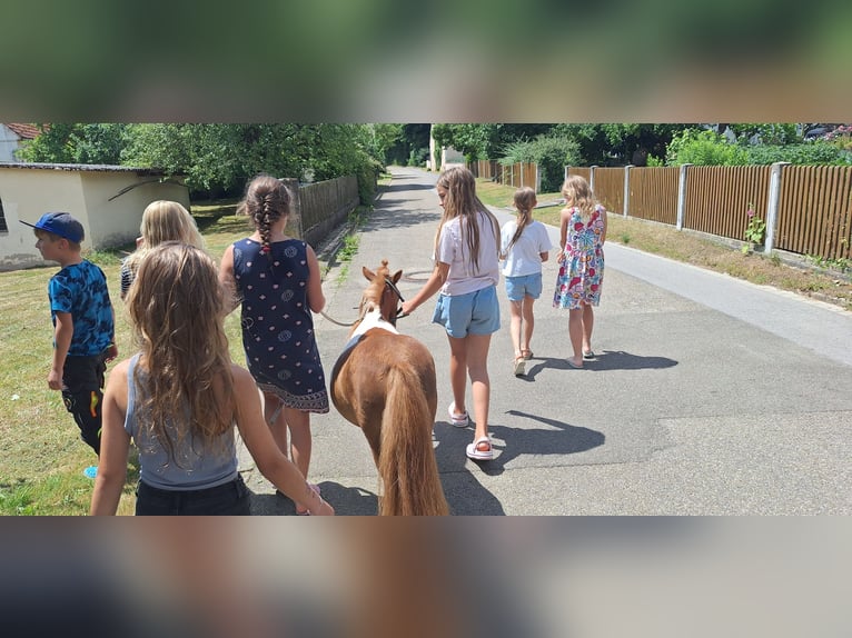 Shetland Ponys Merrie 3 Jaar 98 cm Gevlekt-paard in Gunzenhausen