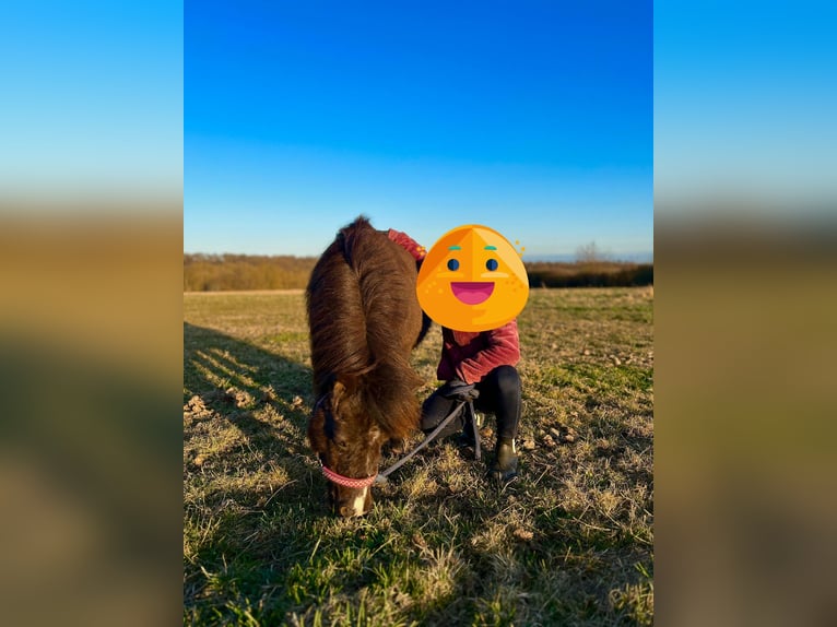 Shetland Ponys Merrie 3 Jaar Zwart in Kaltohmfeld
