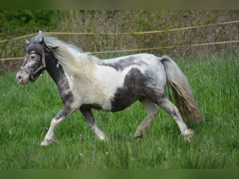Shetland Ponys Merrie 4 Jaar 100 cm Appaloosa in Jade
