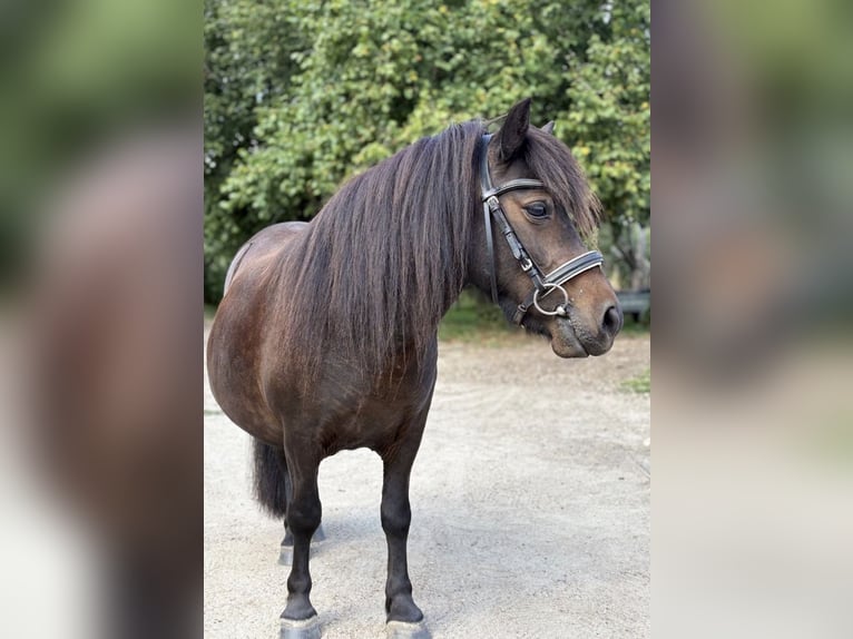 Shetland Ponys Merrie 4 Jaar 100 cm Bruin in Glücksburg