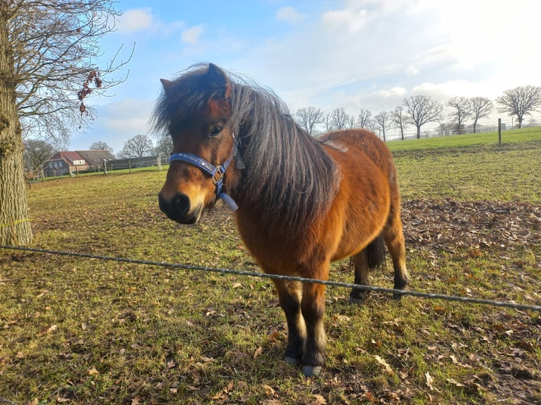 Shetland Ponys Merrie 4 Jaar 100 cm Donkerbruin in Brucht
