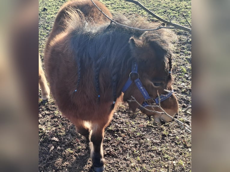 Shetland Ponys Merrie 4 Jaar 100 cm Donkerbruin in Brucht