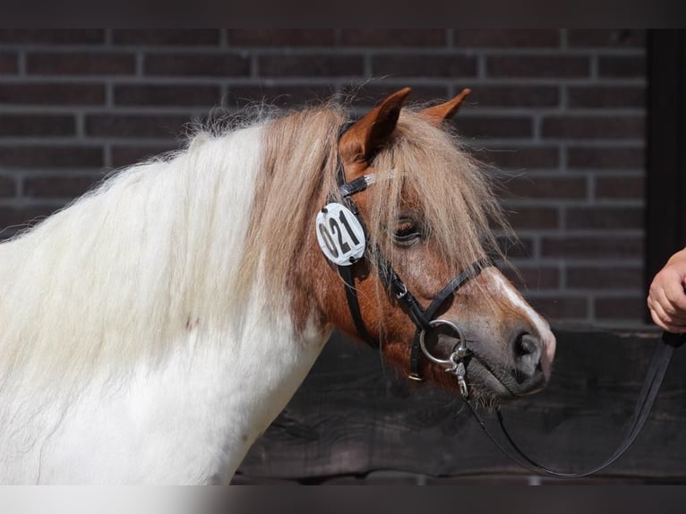 Shetland Ponys Merrie 4 Jaar 103 cm Gevlekt-paard in Hamburg Lemsahl-Mellingstedt