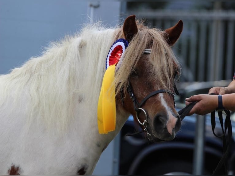 Shetland Ponys Merrie 4 Jaar 103 cm Gevlekt-paard in Hamburg Lemsahl-Mellingstedt