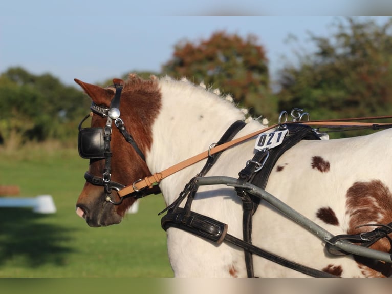 Shetland Ponys Merrie 4 Jaar 103 cm Gevlekt-paard in Hamburg Lemsahl-Mellingstedt