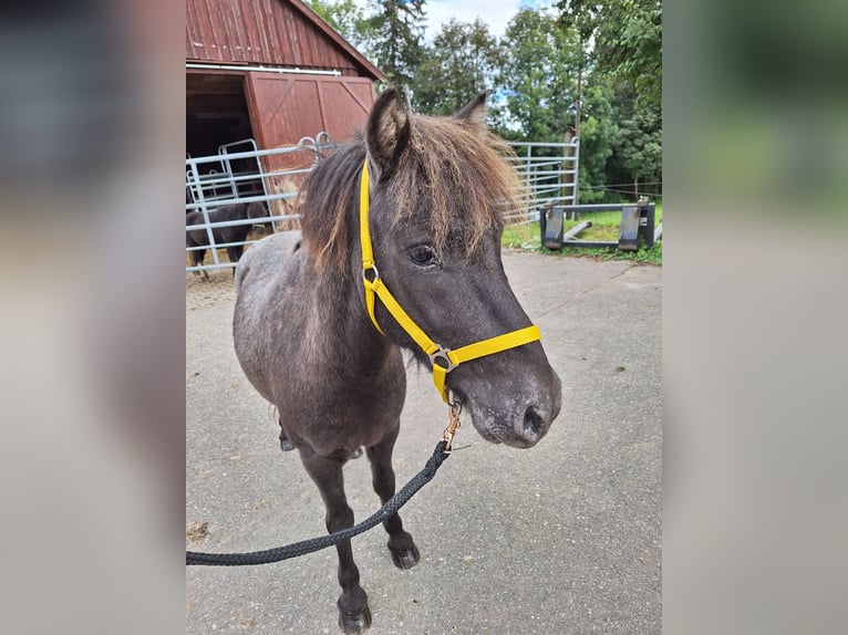 Shetland Ponys Merrie 4 Jaar 103 cm Zwart in Argenbühl