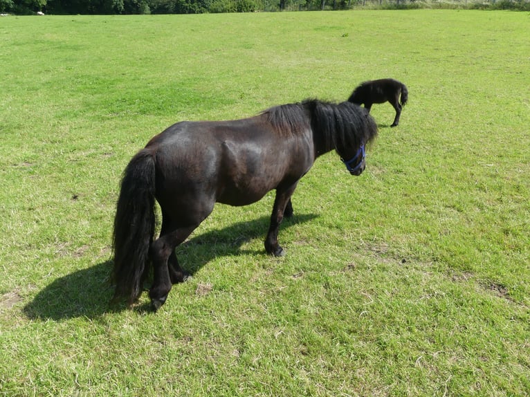 Shetland Ponys Merrie 4 Jaar 105 cm Zwart in Velbert