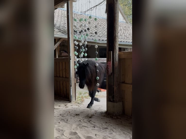 Shetland Ponys Merrie 4 Jaar 106 cm Zwart in Rüthen