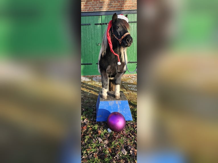 Shetland Ponys Merrie 4 Jaar 107 cm Gevlekt-paard in Bad Rothenfelde