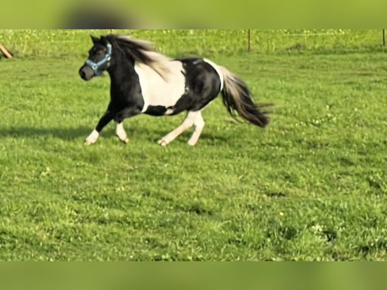 Shetland Ponys Merrie 4 Jaar 107 cm Gevlekt-paard in Bad Rothenfelde