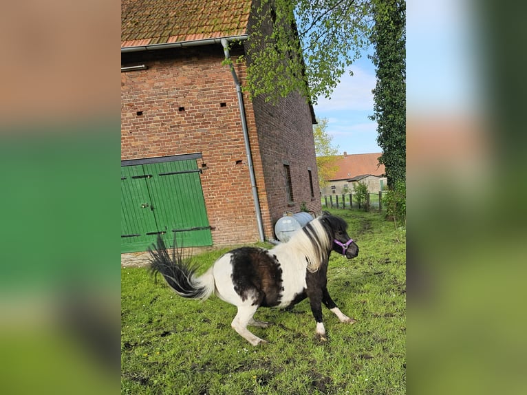 Shetland Ponys Merrie 4 Jaar 107 cm Gevlekt-paard in Bad Rothenfelde