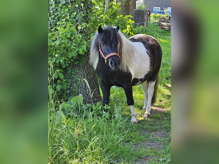 Shetland Ponys Merrie 4 Jaar 107 cm Gevlekt-paard in Bad Rothenfelde