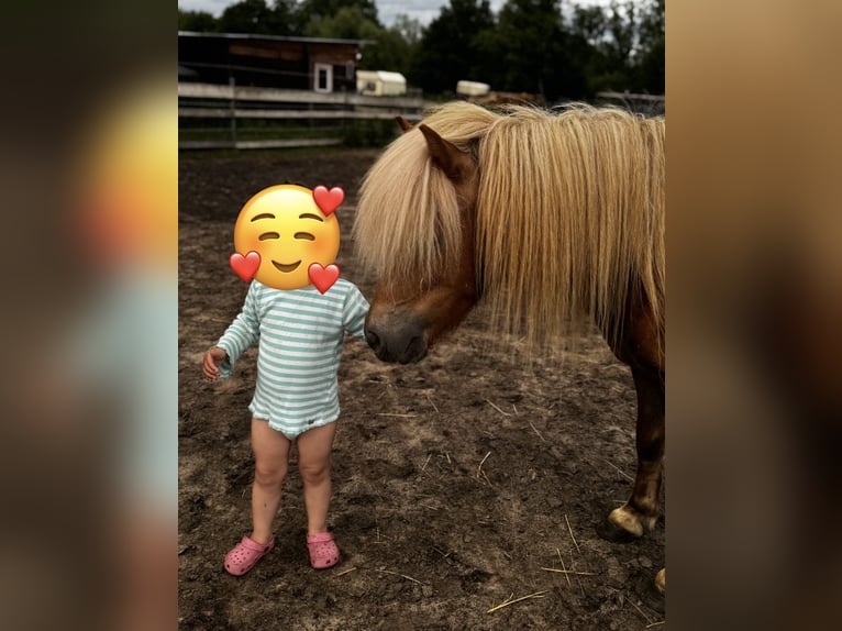 Shetland Ponys Merrie 4 Jaar 110 cm Vos in Amt Neuhaus
