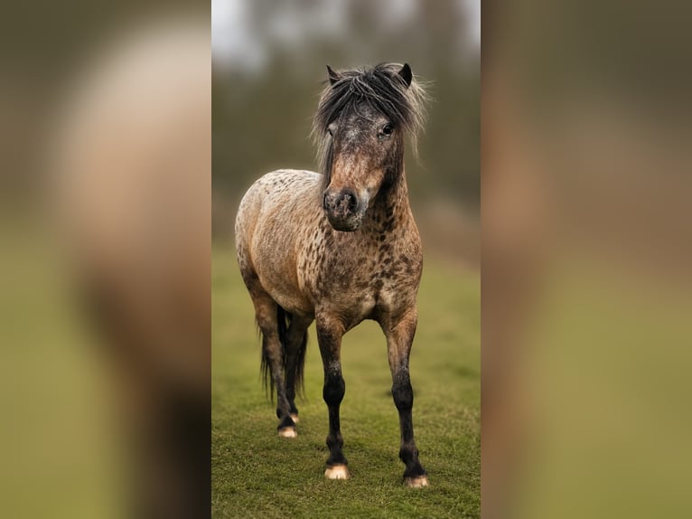 Shetland Ponys Merrie 4 Jaar 85 cm Appaloosa in Hertme