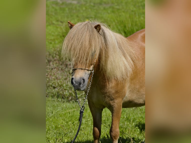 Shetland Ponys Merrie 4 Jaar 85 cm Vos in Lodz