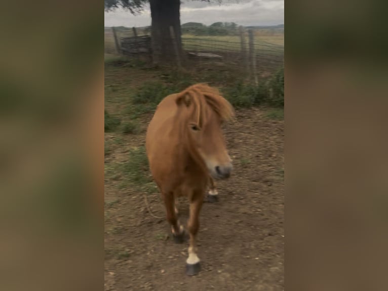 Shetland Ponys Merrie 4 Jaar 85 cm Vos in Loker