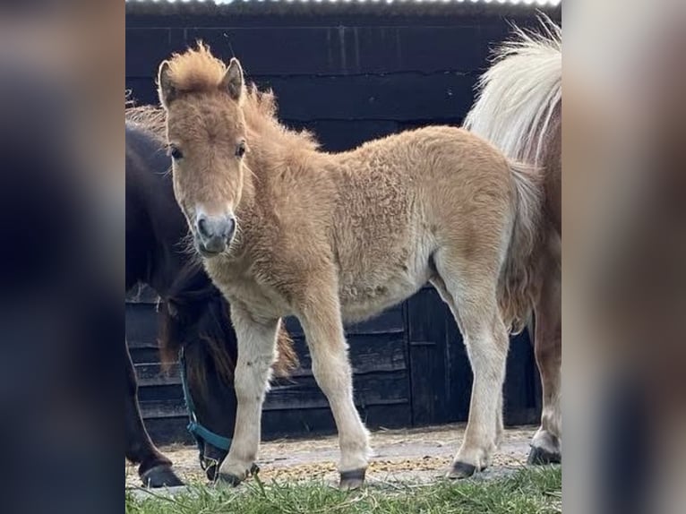 Shetland Ponys Merrie 4 Jaar 85 cm Vos in Loker