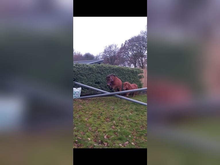 Shetland Ponys Merrie 4 Jaar 85 cm Zwartbruin in Barneveld