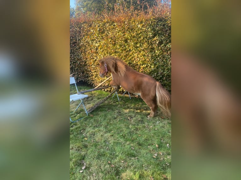 Shetland Ponys Merrie 4 Jaar 85 cm Zwartbruin in Barneveld