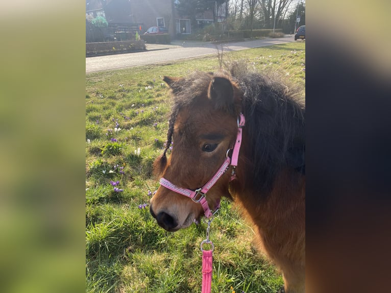 Shetland Ponys Merrie 4 Jaar 85 cm Zwartbruin in Barneveld