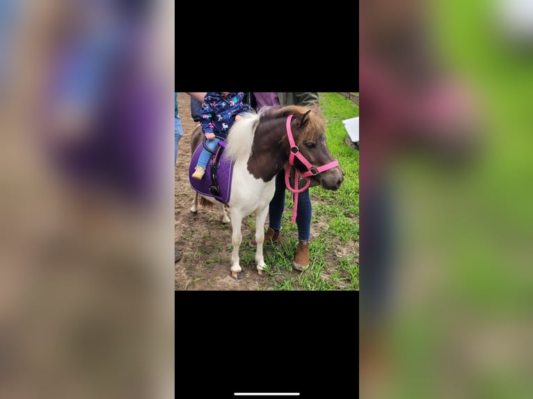 Shetland Ponys Merrie 4 Jaar 92 cm Gevlekt-paard in Garrel
