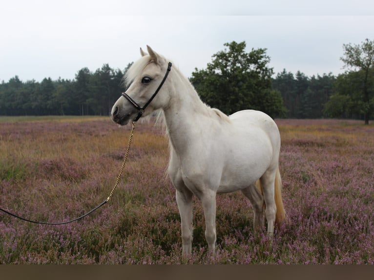 Shetland Ponys Mix Merrie 4 Jaar 99 cm Palomino in Ommel