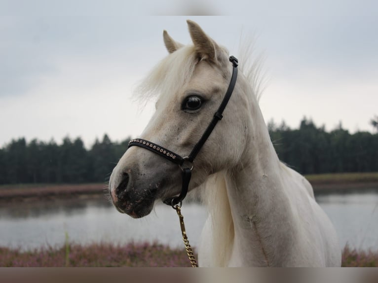 Shetland Ponys Mix Merrie 4 Jaar 99 cm Palomino in Ommel