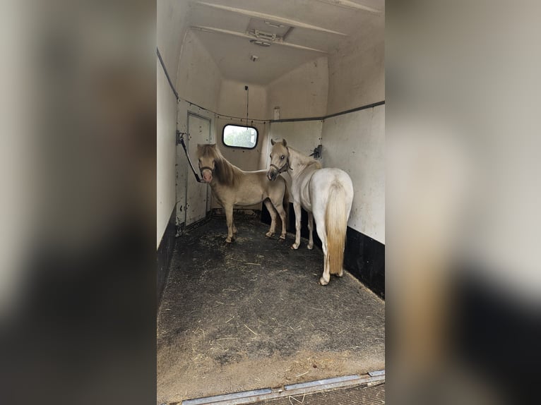 Shetland Ponys Mix Merrie 4 Jaar 99 cm Palomino in Ommel