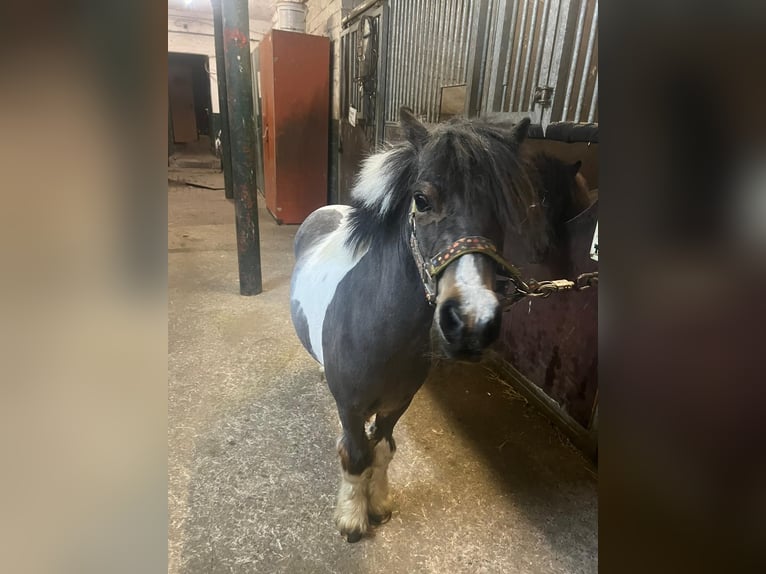 Shetland Ponys Merrie 4 Jaar Gevlekt-paard in Kaarst