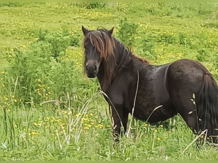 Shetland Ponys Merrie 4 Jaar Zwart in Kiel