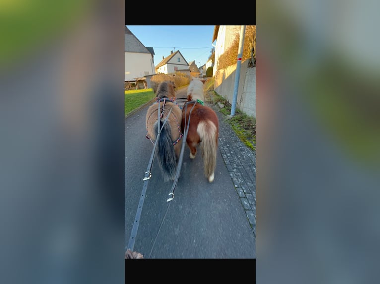 Shetland Ponys Merrie 5 Jaar 100 cm Vos in Holzbach