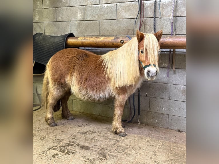 Shetland Ponys Merrie 5 Jaar 100 cm Vos in Daleiden
