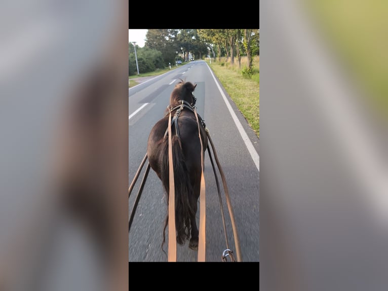 Shetland Ponys Merrie 5 Jaar 100 cm Zwart in Bütow