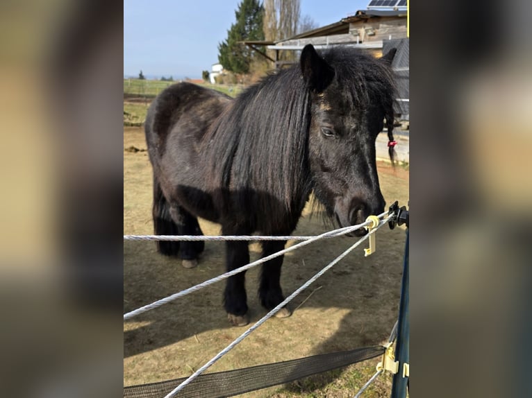 Shetland Ponys Merrie 5 Jaar 100 cm Zwart in Homberg (Efze)
