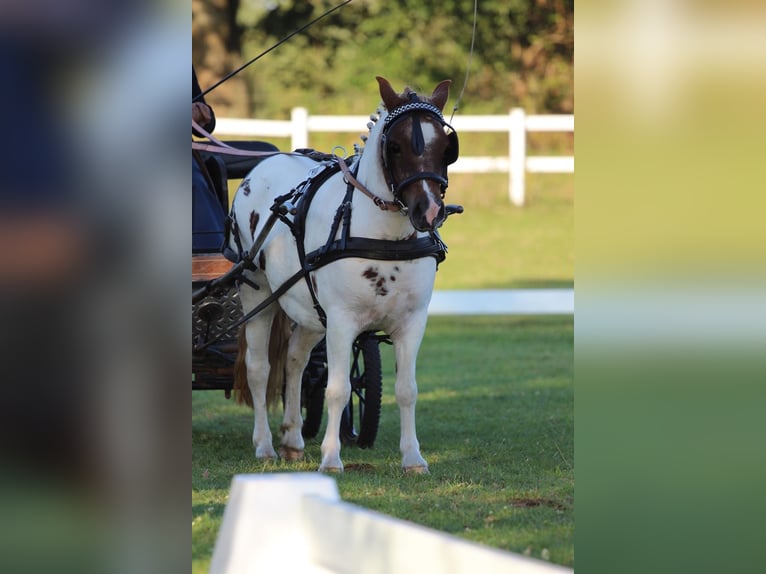 Shetland Ponys Merrie 5 Jaar 103 cm Gevlekt-paard in Hamburg Lemsahl-Mellingstedt