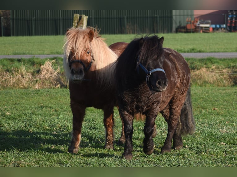 Shetland Ponys Merrie 5 Jaar 107 cm Zwart in Achtmaal
