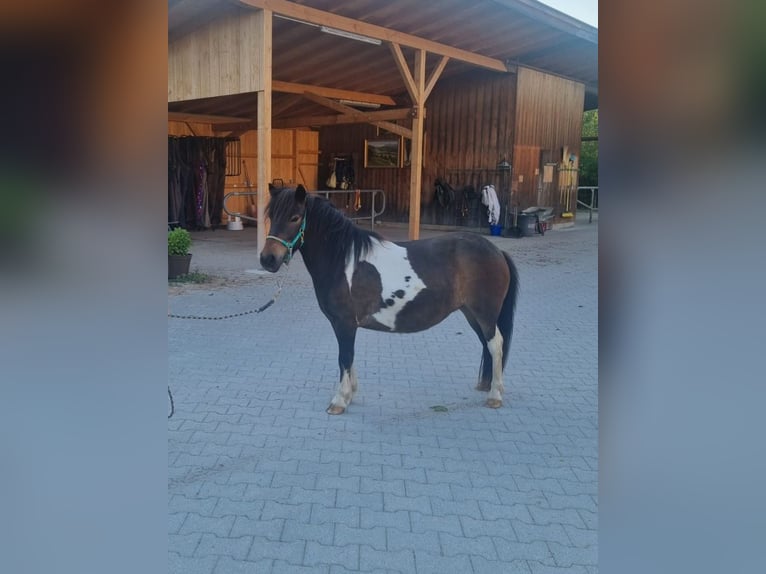 Shetland Ponys Merrie 5 Jaar 108 cm Gevlekt-paard in Rosenheim