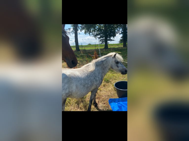 Shetland Ponys Merrie 5 Jaar 110 cm Appelschimmel in Raddestorf