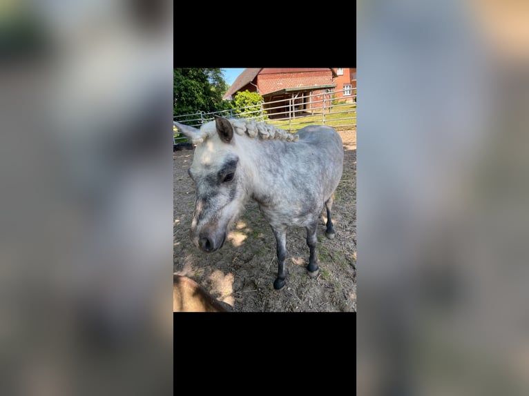 Shetland Ponys Merrie 5 Jaar 110 cm Appelschimmel in Raddestorf
