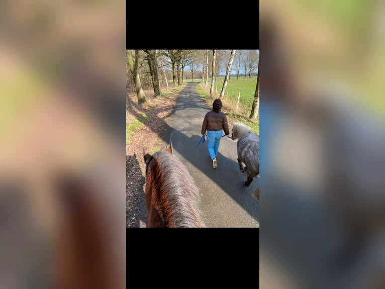 Shetland Ponys Merrie 5 Jaar 110 cm Appelschimmel in Raddestorf