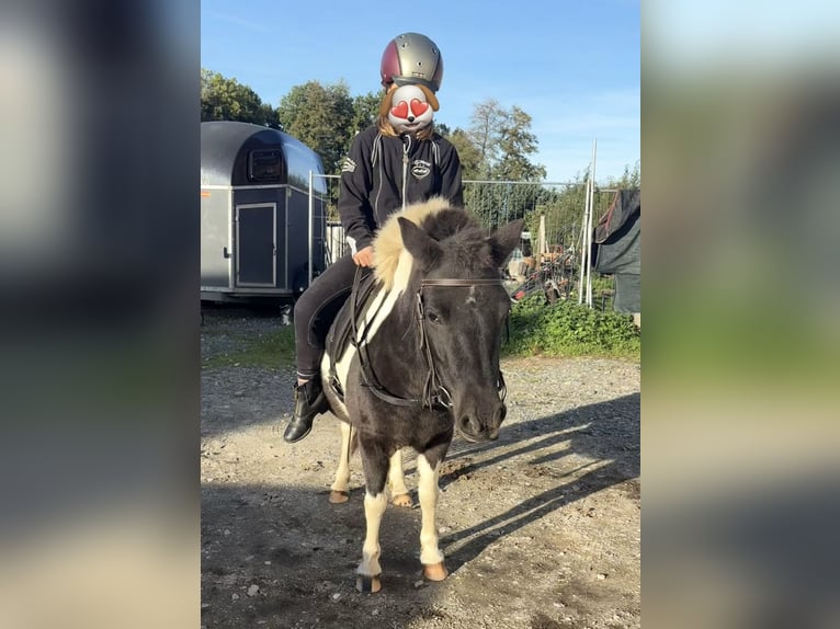 Shetland Ponys Merrie 5 Jaar 110 cm Gevlekt-paard in Kolkwitz