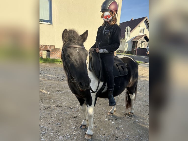 Shetland Ponys Merrie 5 Jaar 110 cm Gevlekt-paard in Kolkwitz