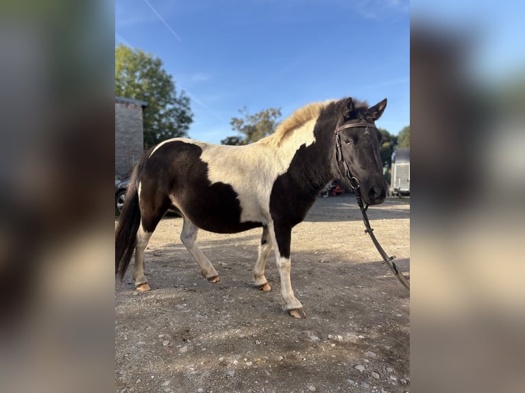 Shetland Ponys Merrie 5 Jaar 110 cm Gevlekt-paard in Kolkwitz
